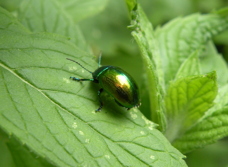 Chrysomelidae dal Trentino